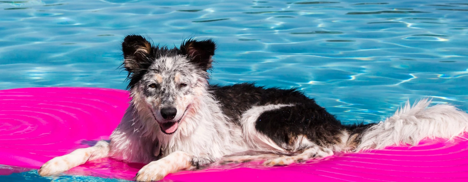 Dog In Pool
